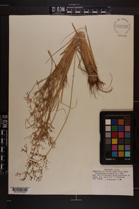 Fimbristylis miliacea image