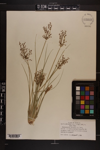 Fimbristylis miliacea image