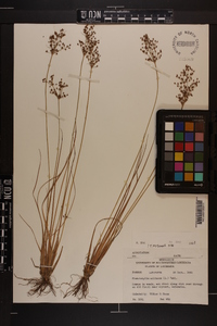 Fimbristylis miliacea image