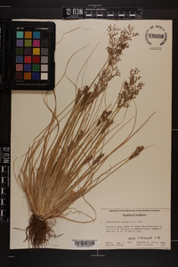 Fimbristylis miliacea image