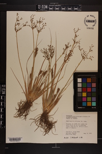 Fimbristylis miliacea image