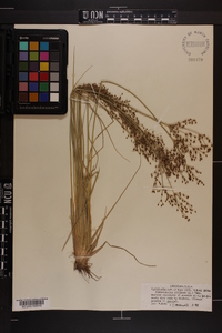 Fimbristylis miliacea image