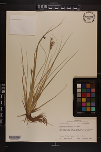 Fimbristylis miliacea image