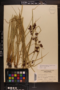 Rhynchospora glomerata image