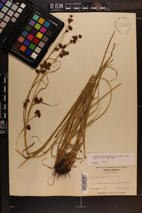 Rhynchospora glomerata image