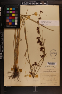 Rhynchospora glomerata image