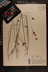 Rhynchospora gracilenta image