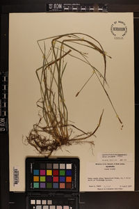 Carex striatula image