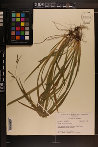 Carex striatula image