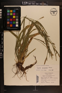 Carex striatula image