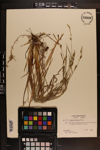 Carex striatula image