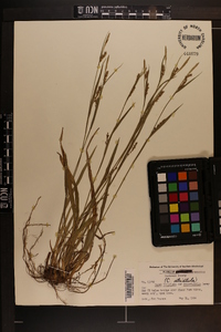 Carex striatula image