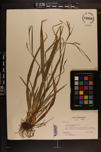 Carex striatula image