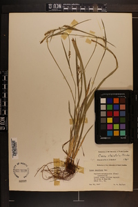 Carex striatula image