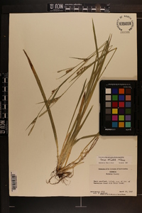 Carex striatula image