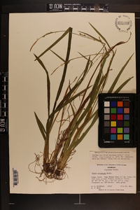 Carex striatula image