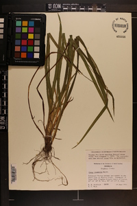 Carex striatula image