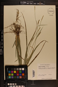 Carex striatula image