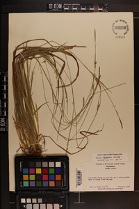 Carex styloflexa image