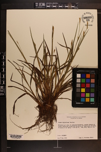 Carex styloflexa image