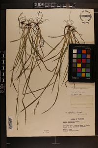 Carex chapmanii image