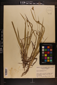 Carex styloflexa image