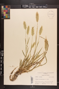 Polypogon monspeliensis image