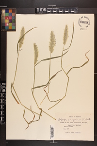 Polypogon monspeliensis image