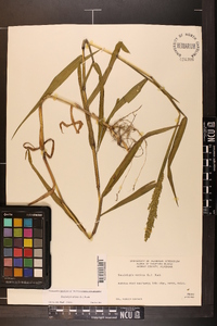 Sacciolepis striata image