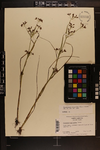 Rhynchospora scirpoides image