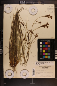 Rhynchospora torreyana image