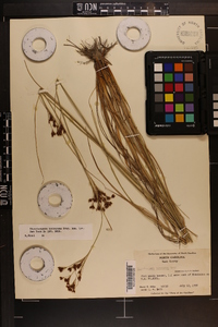 Rhynchospora torreyana image