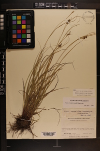 Carex swanii image