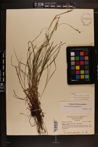 Carex swanii image