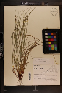 Carex swanii image