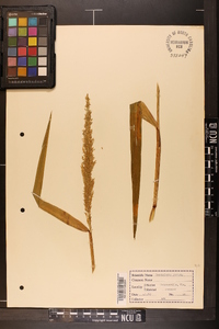 Sacciolepis striata image