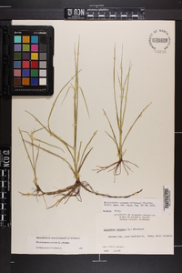 Rhynchospora colorata image