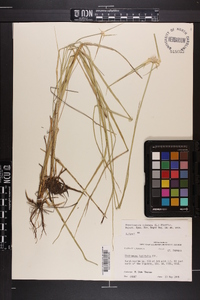 Rhynchospora colorata image