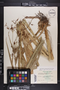 Rhynchospora corniculata image