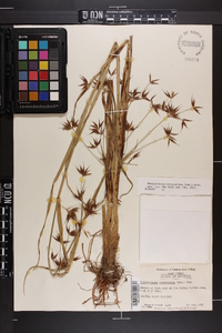 Rhynchospora corniculata image