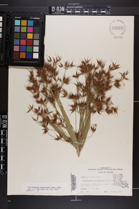 Rhynchospora corniculata image