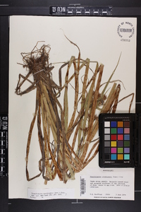 Rhynchospora corniculata image