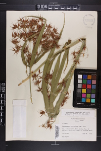 Rhynchospora corniculata image