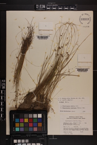 Rhynchospora rariflora image