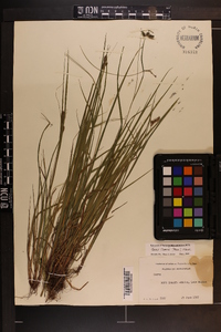 Carex swanii image