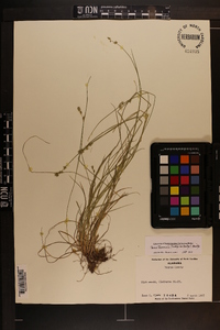 Carex texensis image