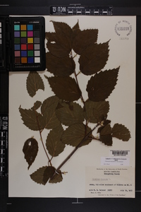 Viburnum dentatum var. dentatum image