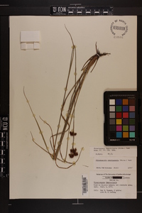 Rhynchospora fascicularis image