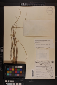 Rhynchospora fascicularis image
