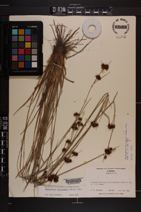 Rhynchospora fascicularis image